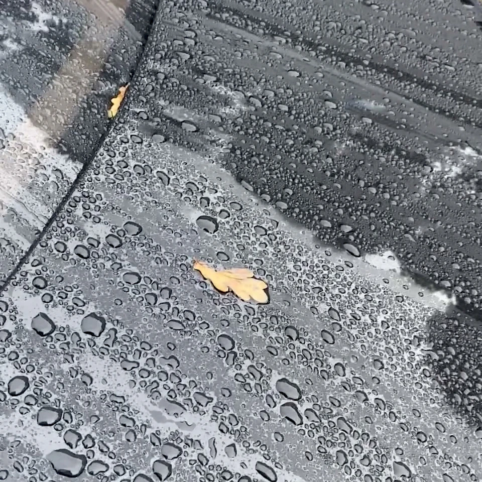 Wet car roof with leaves
